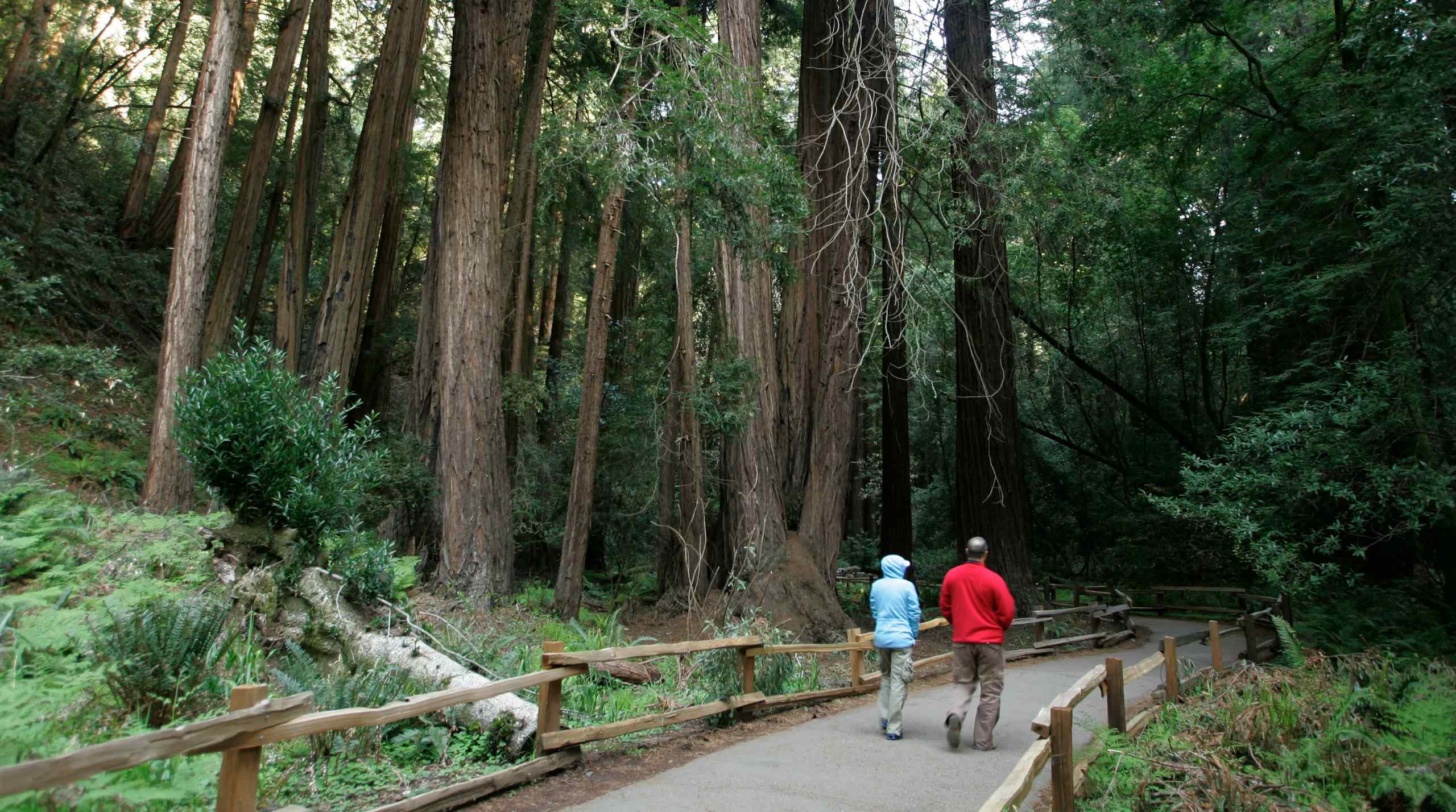 redwood forest hikers
